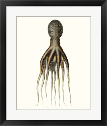 Framed Antique Octopus Collection V Print