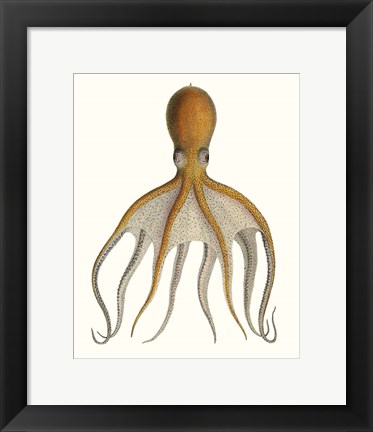 Framed Antique Octopus Collection VI Print