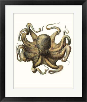 Framed Antique Octopus Collection VII Print