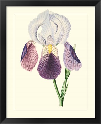 Framed Purple Irises I Print