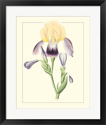 Framed Purple Irises II Print