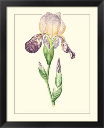 Framed Purple Irises III Print