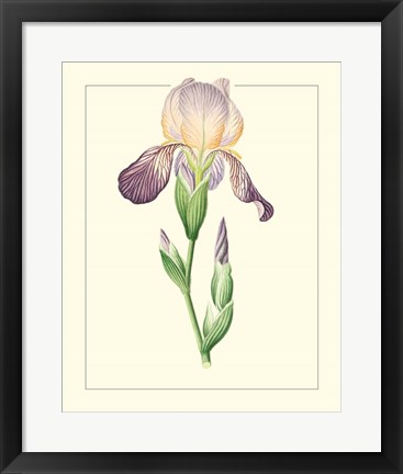 Framed Purple Irises III Print