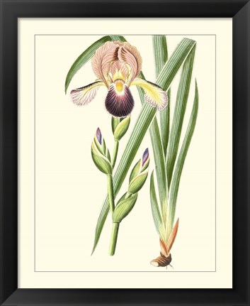 Framed Purple Irises IV Print