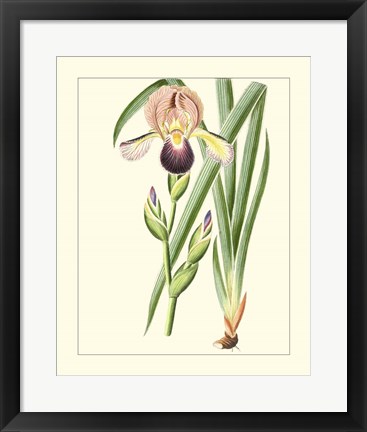 Framed Purple Irises IV Print