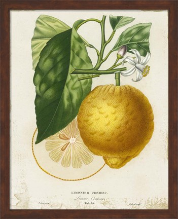 Framed French Lemon I Print