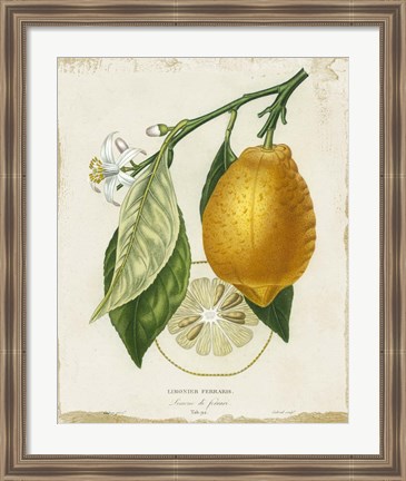 Framed French Lemon II Print