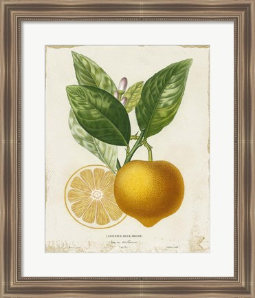 Framed French Lemon III Print