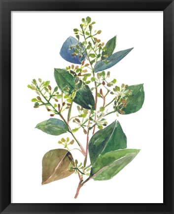 Framed Seeded Eucalyptus II Print