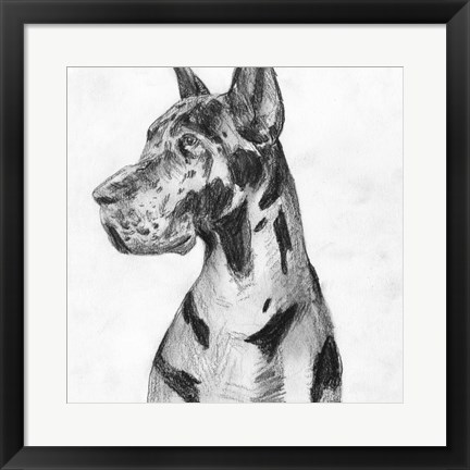 Framed Great Dane Portrait I Print