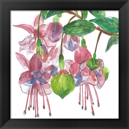 Framed Fuchsias I Print