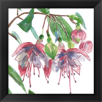 Framed Fuchsias II Print