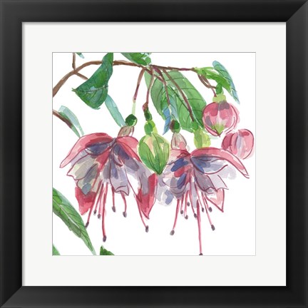 Framed Fuchsias II Print