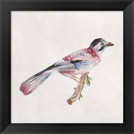 Framed Bird Sketch I Print