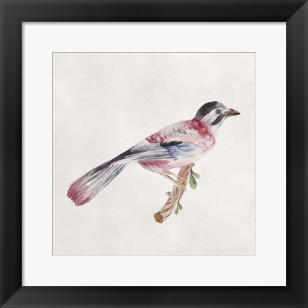 Framed Bird Sketch I Print