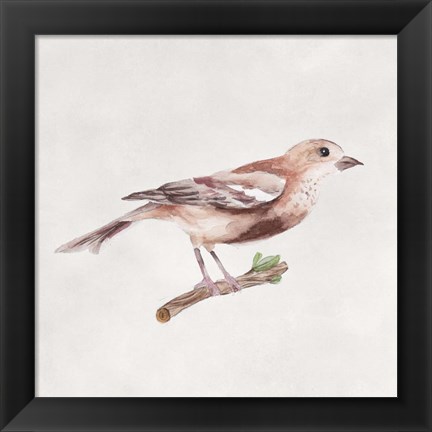 Framed Bird Sketch IV Print