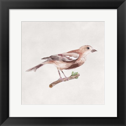 Framed Bird Sketch IV Print