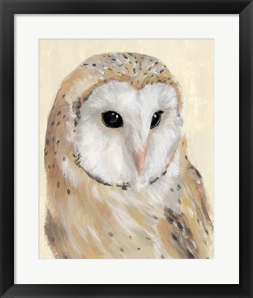 Framed Common Barn Owl II Print