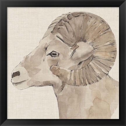 Framed Bighorn Profile I Print