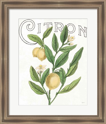 Framed Classic Citrus V Light Print