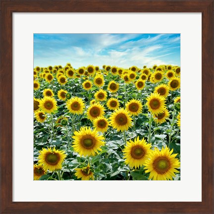 Framed Cortona Sunflowers #2 Print