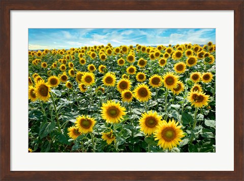 Framed Cotona Sunflowers #1 Print