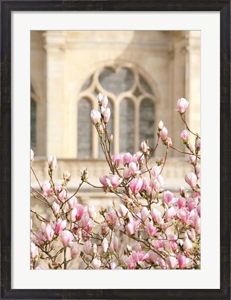 Framed Spring Magnolias In Paris Print