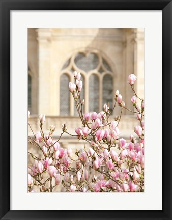 Framed Spring Magnolias In Paris Print