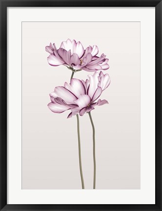 Framed Cosmos 2 Print