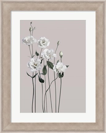 Framed Flower 1 Print