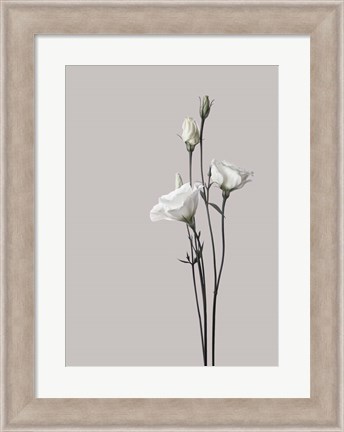 Framed Flower 2 Print