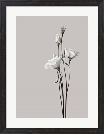 Framed Flower 2 Print