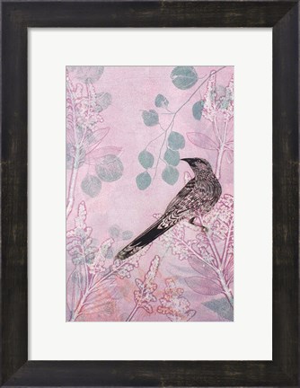 Framed Dusk Wattlebird in Pink Print