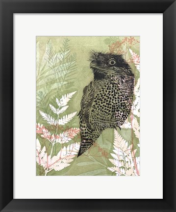 Framed Tawny Frog Mouth Print