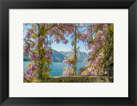 Framed Wisteria and Mountains - Lago di Como Print