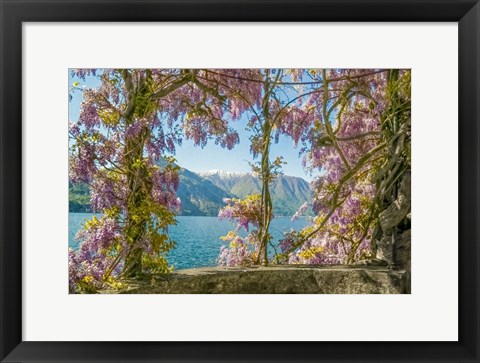 Framed Wisteria and Mountains - Lago di Como Print