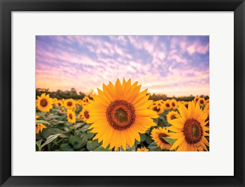 Framed Sunflower Sunset Print