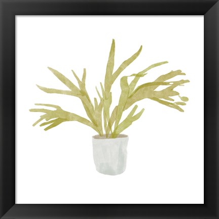 Framed Potted Fern II Print