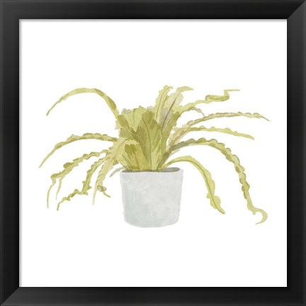 Framed Potted Fern IV Print