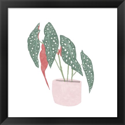 Framed Polka Dot Begonia IV Print