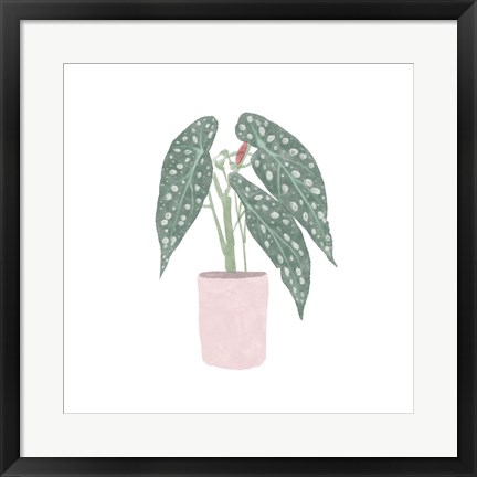 Framed Polka Dot Begonia V Print