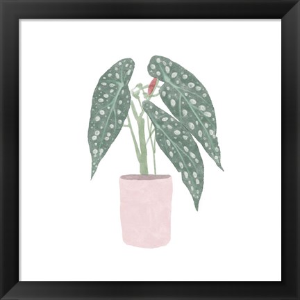 Framed Polka Dot Begonia V Print