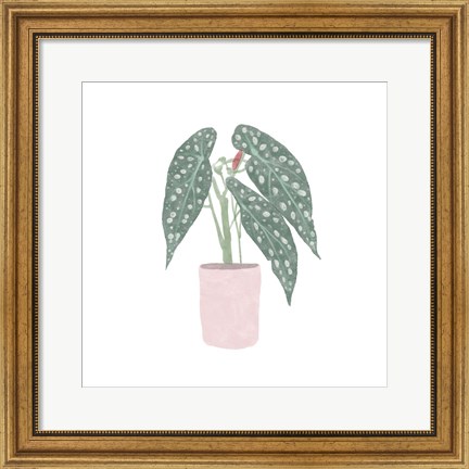 Framed Polka Dot Begonia V Print