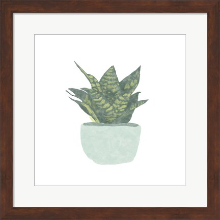 Framed Snake Plant IV Print