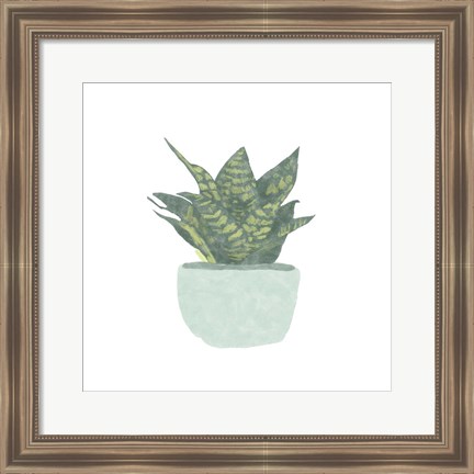 Framed Snake Plant IV Print