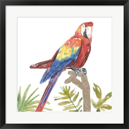 Framed Tropical Parrot Print