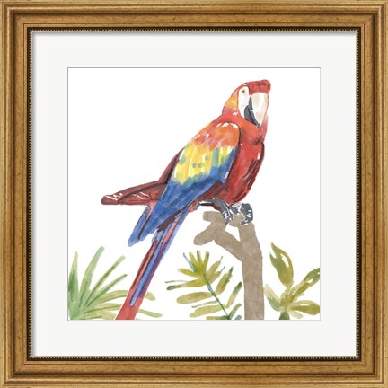 Framed Tropical Parrot Print