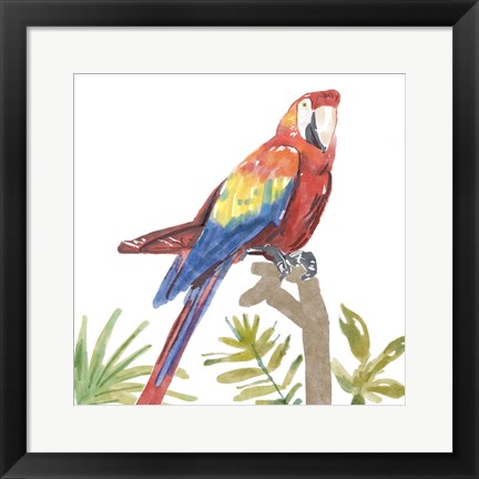 Framed Tropical Parrot Print