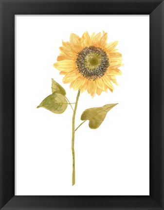 Framed Single Sunflower Portrait I Print