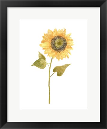 Framed Single Sunflower Portrait I Print